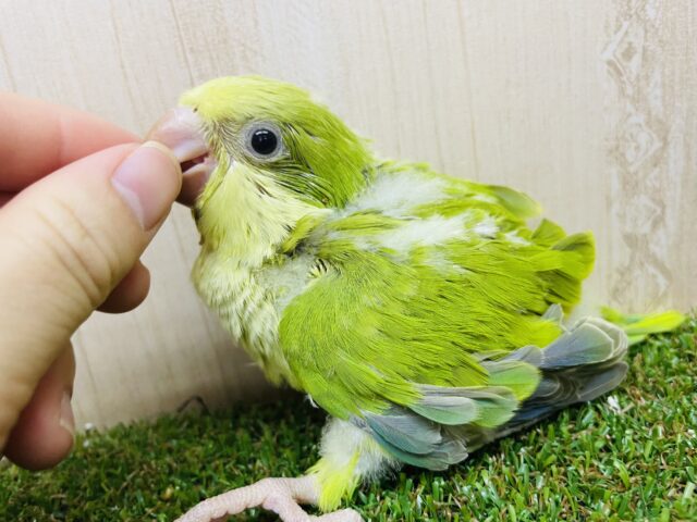 オキナインコ