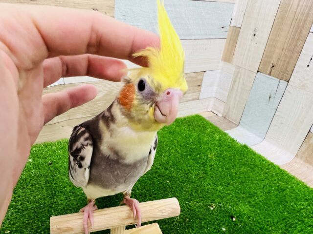 オカメインコ