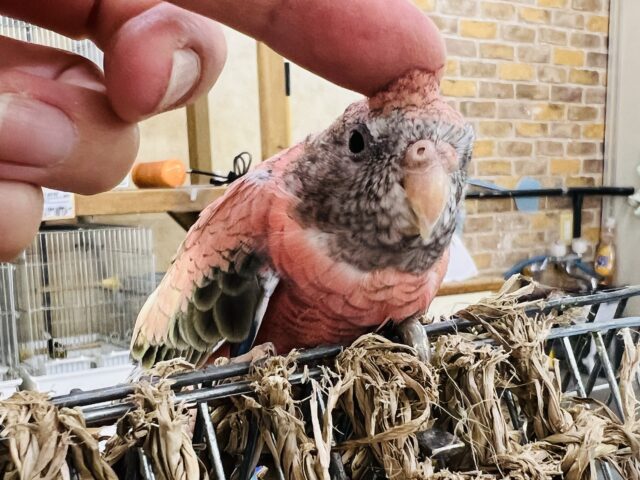 アキクサインコ（秋草インコ）