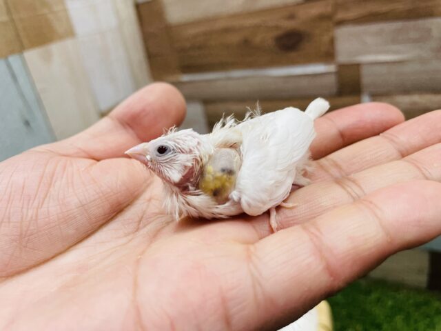 十姉妹（ジュウシマツ）