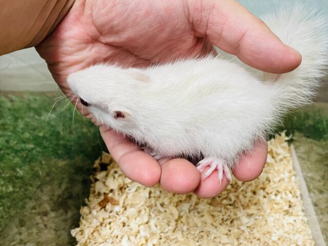 ホワイトシマリス