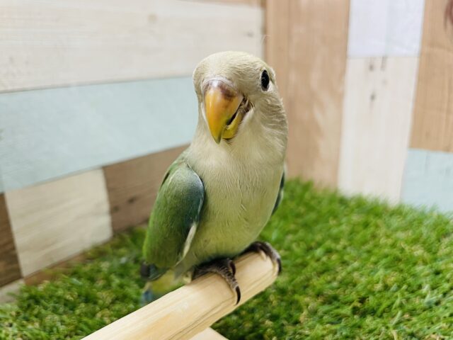 コザクラインコ（小桜インコ）
