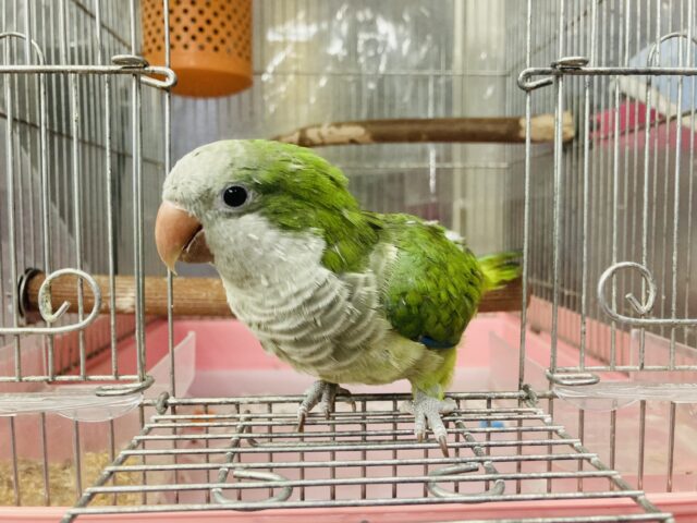 オキナインコ