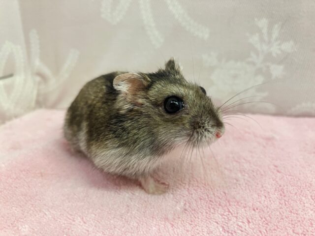 ジャンガリアン