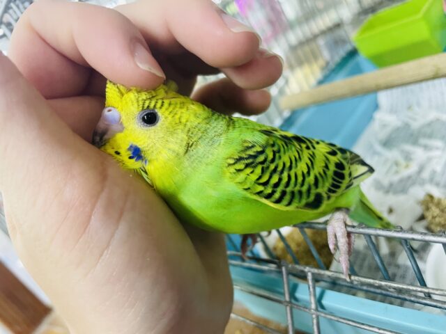 セキセイインコ