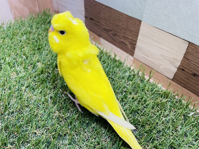 セキセイインコ