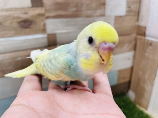 セキセイインコ