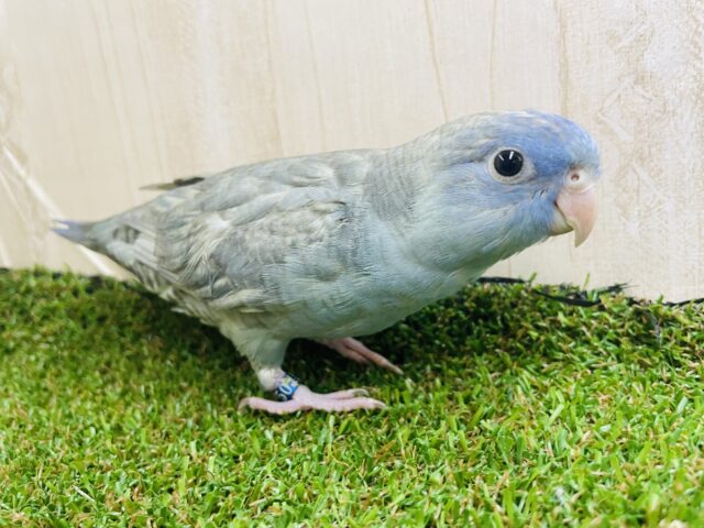 サザナミインコ