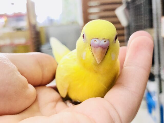セキセイインコ