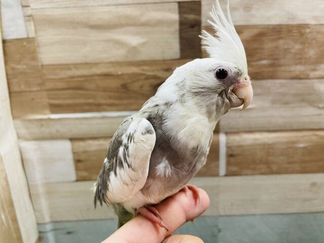 オカメインコ