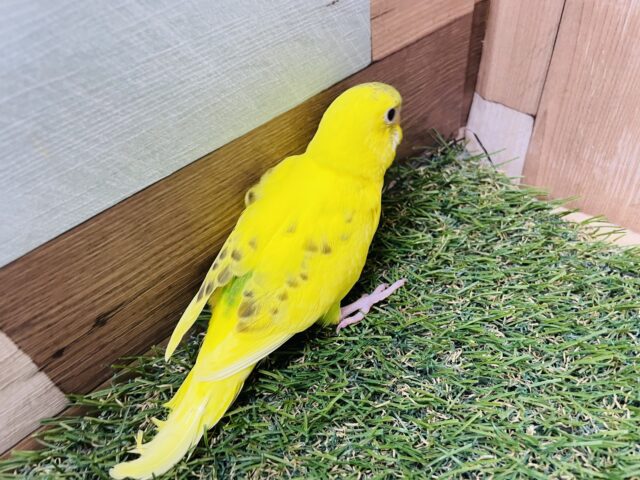 セキセイインコ