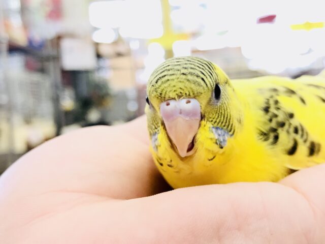 セキセイインコ