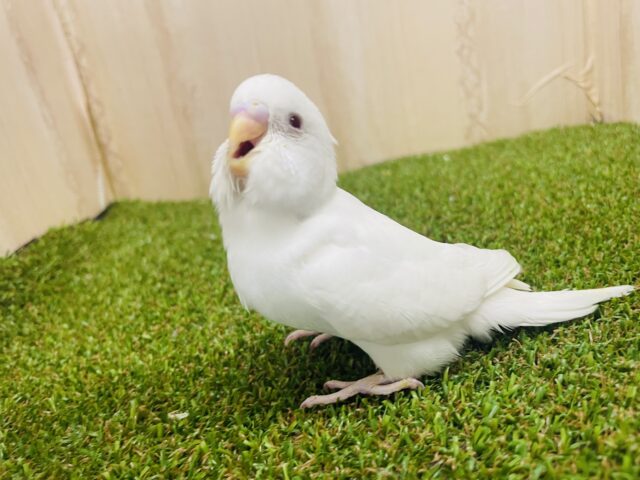 セキセイインコ