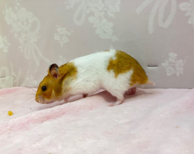 ゴールデンハムスター