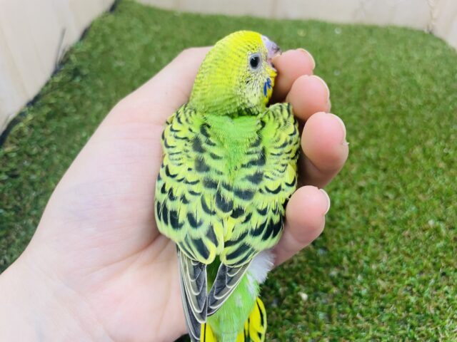 セキセイインコ
