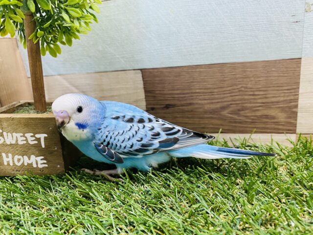 セキセイインコ