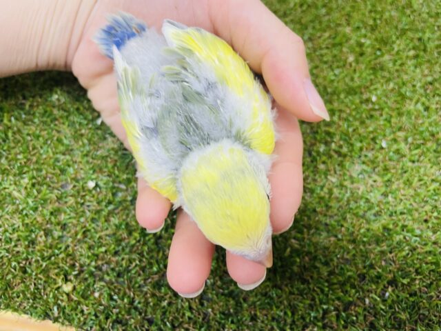コザクラインコ（小桜インコ）