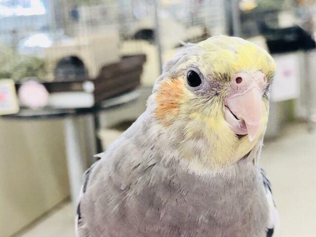 オカメインコ