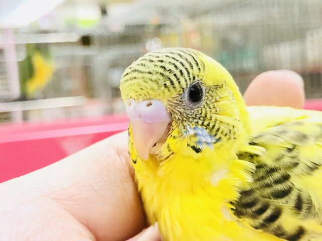 セキセイインコ