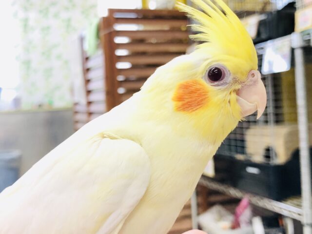 オカメインコ