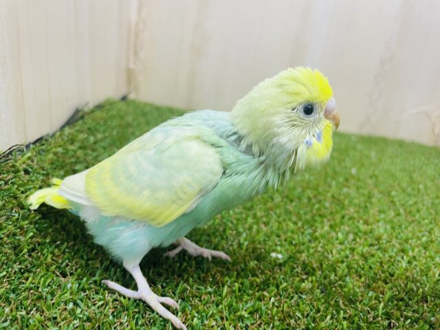 セキセイインコ