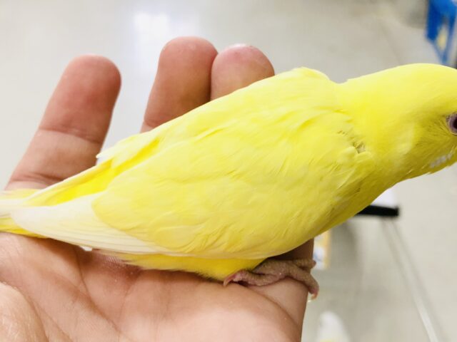 セキセイインコ