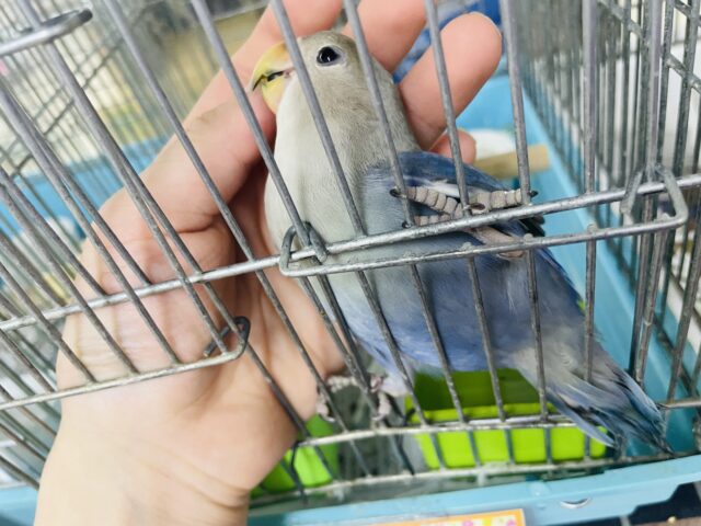 コザクラインコ（小桜インコ）