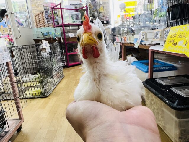 桂チャボ（カツラチャボ）