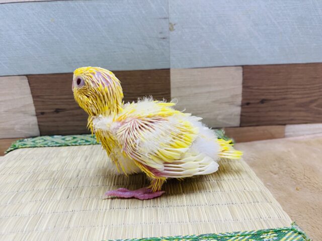 サザナミインコ