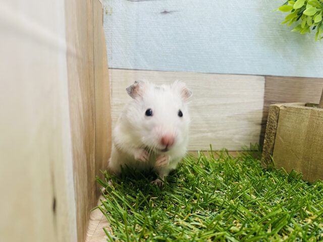 ゴールデンハムスター