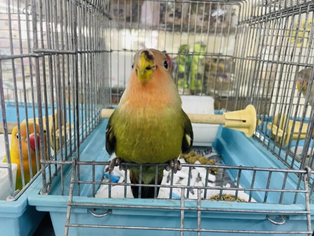 コザクラインコ（小桜インコ）