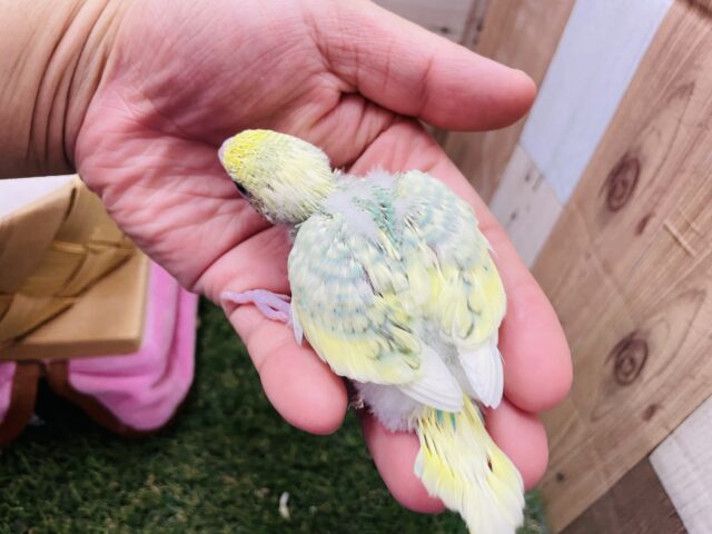 セキセイインコ