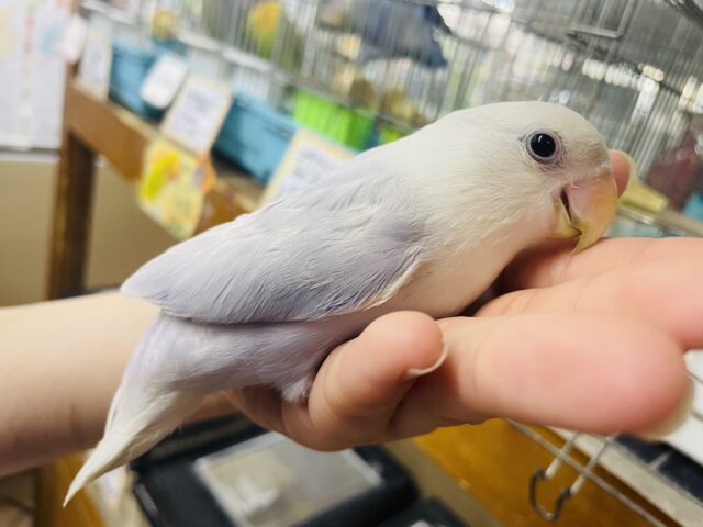 コザクラインコ（小桜インコ）