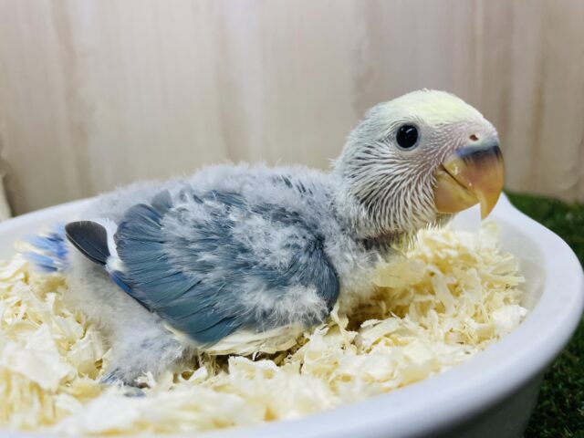 コザクラインコ（小桜インコ）