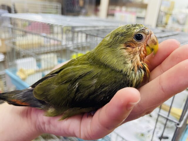 コザクラインコ（小桜インコ）