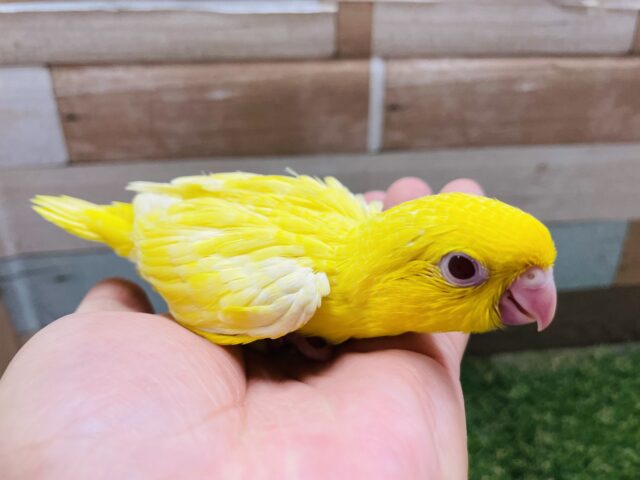 サザナミインコ