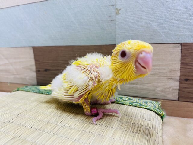 サザナミインコ