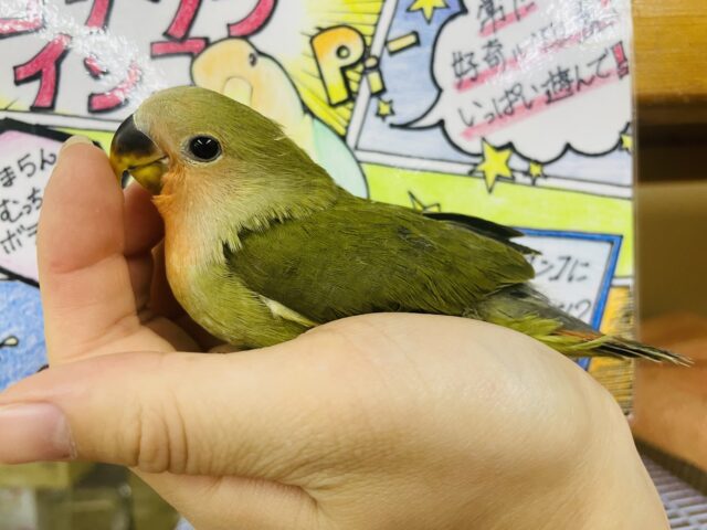 コザクラインコ（小桜インコ）