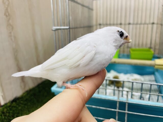 十姉妹（ジュウシマツ）