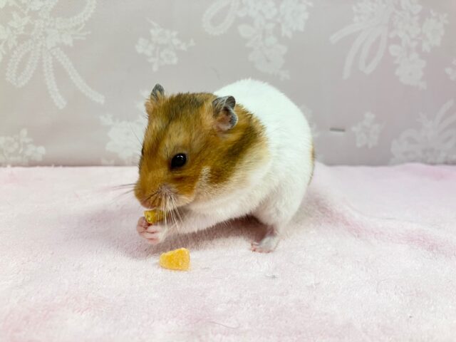 ゴールデンハムスター