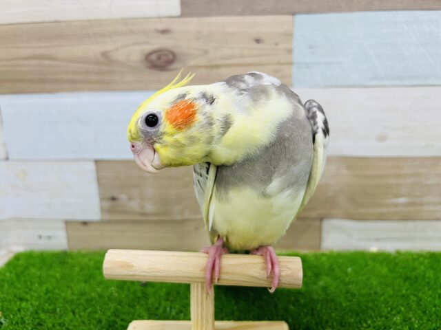オカメインコ