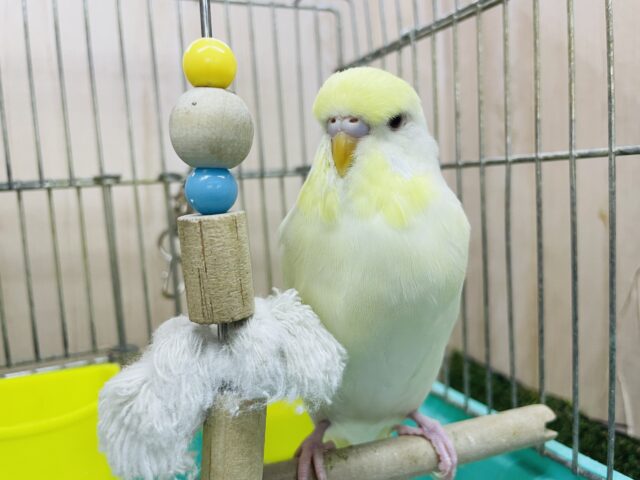 ジャンボセキセイインコ