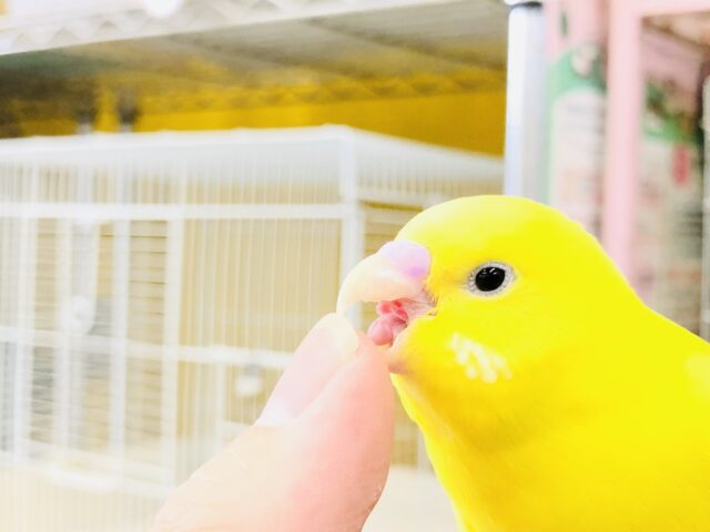 セキセイインコ