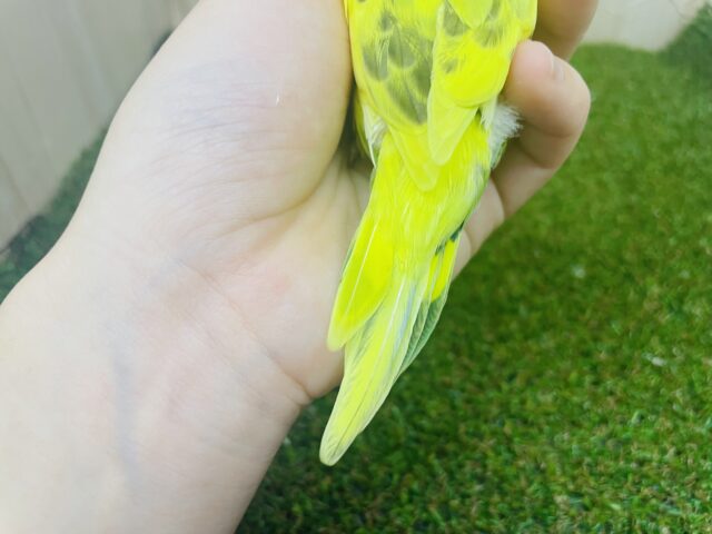 セキセイインコ