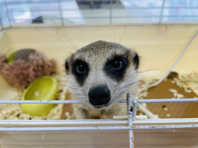 ミーアキャット