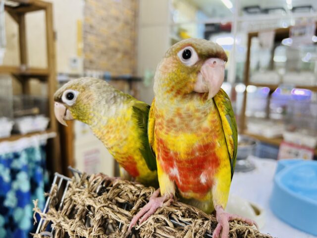 ■■■ ウロコインコ ■■■