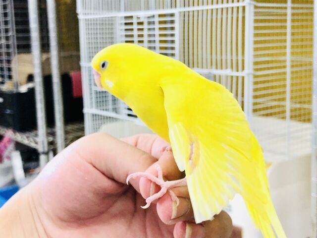 セキセイインコ