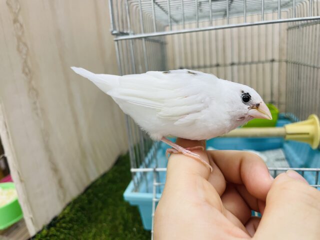 十姉妹（ジュウシマツ）