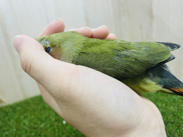 コザクラインコ（小桜インコ）