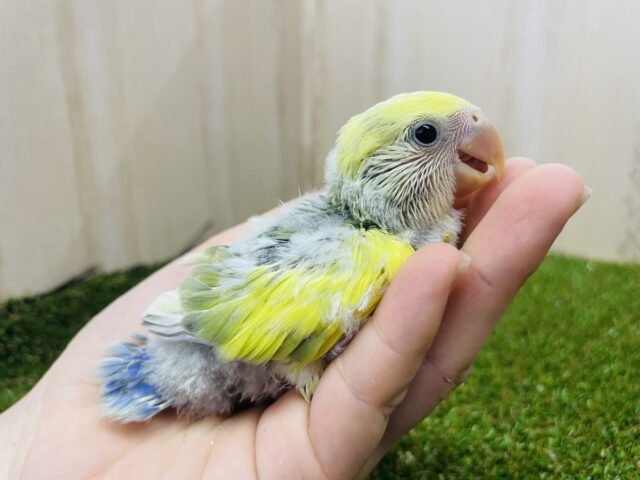 コザクラインコ（小桜インコ）